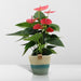 anthurium-andreanum-sweet-dream-incl-pure-mand-45cm-o12