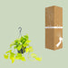 epipremnum-golden-pothos-o15-25cm