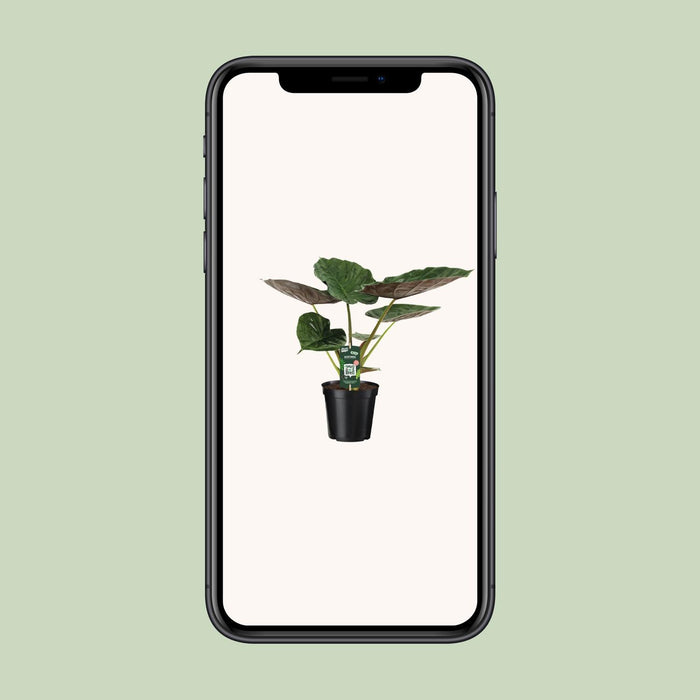 alocasia-wentii-olifantsoor-70cm-o19