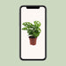 monstera-monkey-leaf-gatenplant-30cm-o12