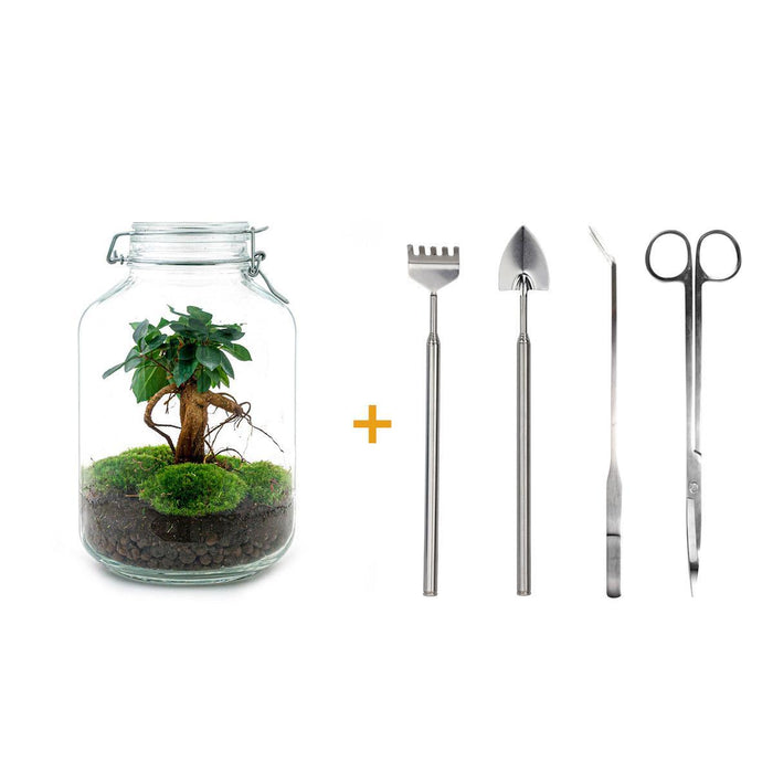 diy-terrarium-ficus-ginseng-bonsai-↕-28-cm-rake-shovel-tweezer-scissors