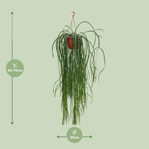 lepismium-bolivianum-o20cm-↕70cm