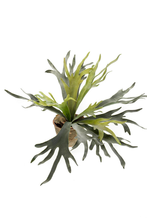 kunstplant-staghorn-fern-hertshoorn-50-cm