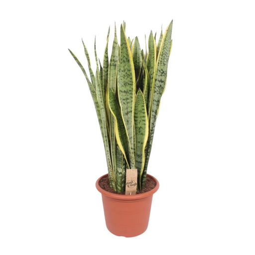 sansevieria-trifasciata-laurentii-o30cm-↕110cm