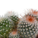 bolcactus-mix-8-5-cm-3-stuks-in-mexicaanse-pot