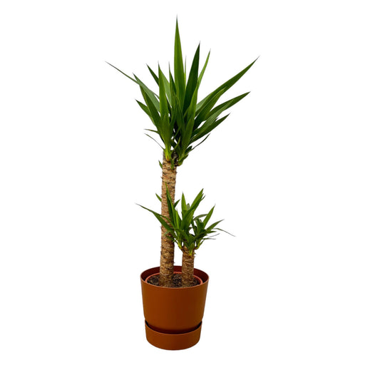 yucca-100cm-o21cm-inclusief-elho-greenville-round-bruin-d24xh23