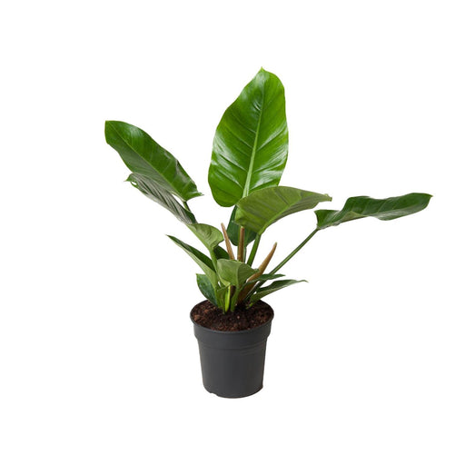 philodendron-imperial-green-o19cm-↕65cm