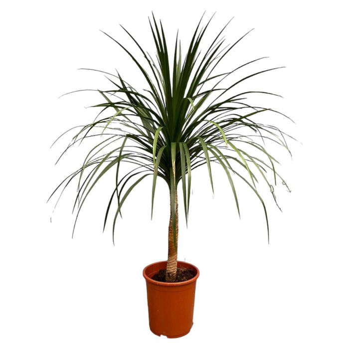 dracaena-draco-120cm-o30