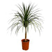 dracaena-draco-120cm-o30