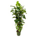 ficus-lyrata-struik-xl-230cm-o40