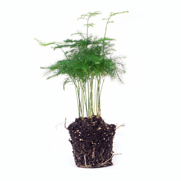 asparagus-setaceuse-plumosus-sierasperge-terrarium-plant-potmaat-6