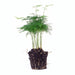 asparagus-setaceuse-plumosus-sierasperge-terrarium-plant-potmaat-6