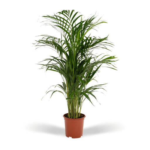 areca-palm-o19cm-↕85cm