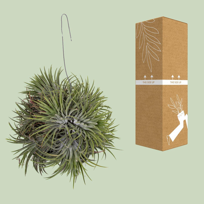 tillandsia-ionantha-abdita-o15cm-↕20cm