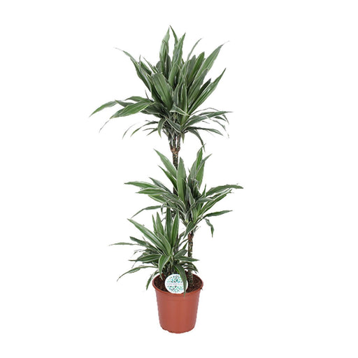 dracaena-warneckei-o24cm-↕125cm